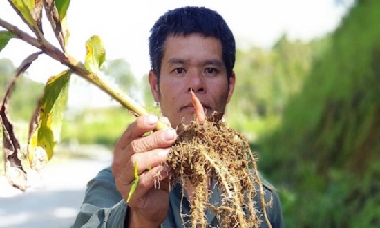 Bất ngờ với bài thuốc chữa viêm đại tràng bằng củ ngải tiên