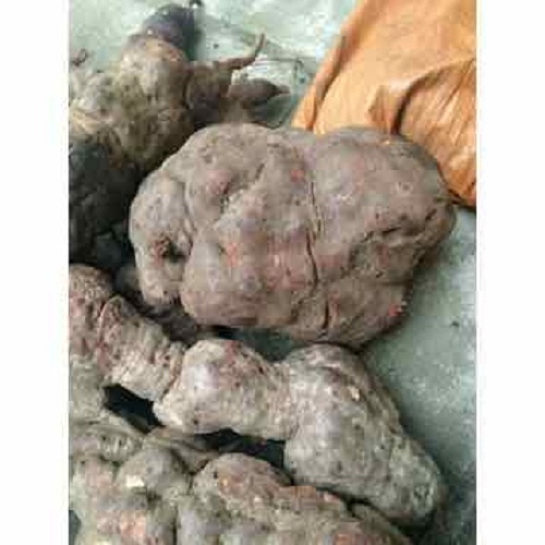 Công dụng kỳ diệu của Hà thủ ô đỏ