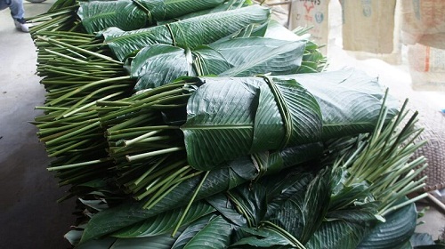 Đặc hiệu bài thuốc giải rượu, bia bằng lá dong trong dân gian