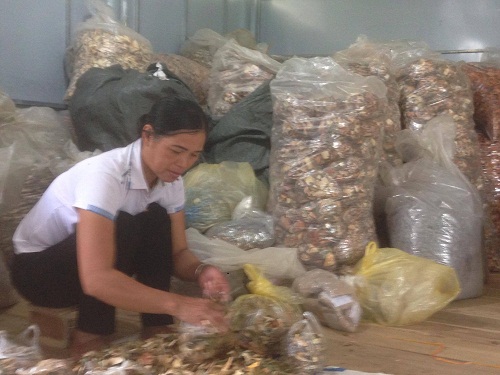 Lương y Triệu Thị Hòa - 